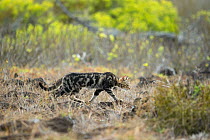 Feral domestic cat (Felis catus) stalking through dry grassland, Galapagos