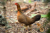 Feral chicken (Gallus gallus domesticus) hen and chicks, these have reverted to ancestral type nearly identical to Red jungle fowl. Galapagos