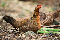 Feral chicken (Gallus gallus domesticus) hen and chick, these have reverted to ancestral type nearly identical to Red jungle fowl. Galapagos