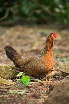 Feral chicken (Gallus gallus domesticus) hen and chick, these have reverted to ancestral type nearly identical to Red jungle fowl. Galapagos