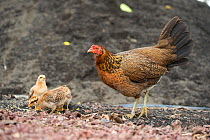 Feral chicken (Gallus gallus domesticus) hen and chicks, these have reverted to ancestral type nearly identical to Red jungle fowl. Galapagos