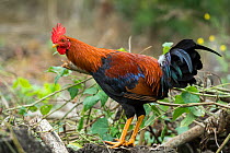 Feral chicken (Gallus gallus domesticus) cock, these have reverted to ancestral type nearly identical to Red jungle fowl. Galapagos