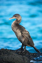 Flightless cormorant (Phalacrocorax harrisi) on coast, Galapagos