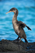 Flightless cormorant (Phalacrocorax harrisi) drying wings, Galapagos
