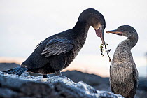 Flightless cormorant (Phalacrocorax harrisi) courtship, Galapagos