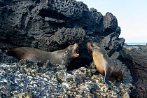 Galapagos fur seal (Arctocephalus galapagoensis) aggressively approaching another, Galapagos