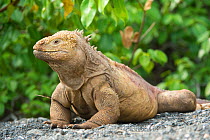 Galapagos land iguana (Conolophus subcristatus) resting, Galapagos