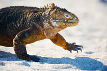 Galapagos land iguana (Conolophus subcristatus) walking across beach, Galapagos