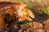 Galapagos land iguana (Conolophus subcristatus) portrait, Galapagos