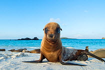 Galapagos sea lion (Zalophus wollebaeki) juvenile on beach, Galapagos