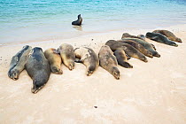 Galapagos sea lion (Zalophus wollebaeki) group on beach, Galapagos