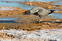 Lava gull (Larus fuliginosus) calling, Galapagos