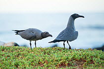 Lava gulls (Larus fuliginosus) on coast, Galapagos