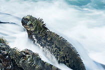 Marine iguana (Amblyrhynchus cristatus) on rock with waves washing over, Galapagos