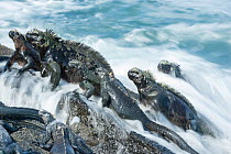 Marine iguana (Amblyrhynchus cristatus) group on rock washed by waves, Galapagos