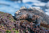 Marine iguana (Amblyrhynchus cristatus) feeding on algae on rock, Galapagos