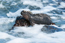 Marine iguana (Amblyrhynchus cristatus) on rock among the surf, Galapagos
