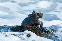 Marine iguana (Amblyrhynchus cristatus) feeding on seaweed on rocks, Galapagos