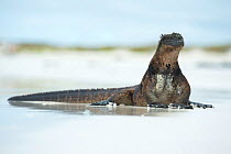 Marine iguana (Amblyrhynchus cristatus) on beach, Galapagos
