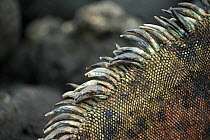 Marine iguana (Amblyrhynchus cristatus) close up of spines, Galapagos