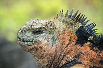 Marine iguana (Amblyrhynchus cristatus) head portrait, Galapagos