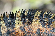 Marine iguana (Amblyrhynchus cristatus) close up of spines, Galapagos