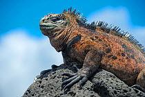 Marine iguana (Amblyrhynchus cristatus) on shore, Galapagos