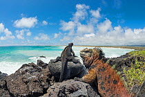 Marine iguanas (Amblyrhynchus cristatus) on the shore, Galapagos