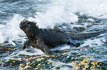Marine iguana (Amblyrhynchus cristatus) in surf, Galapagos