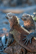 Marine iguanas (Amblyrhynchus cristatus) on shore, Galapagos