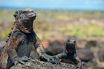 Marine iguana (Amblyrhynchus cristatus) basking in sun, Galapagos