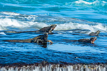 Marine iguanas (Amblyrhynchus cristatus) in surf, Galapagos