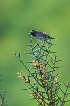 Medium ground finch (Geospiza fortis) perched on bush, Galapagos
