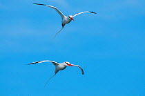 Red-billed tropicbird (Phaethon aethereus) two in flight, Galapagos