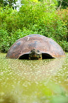 Santa Cruz Galapagos tortoise (Chelonoidis nigra porteri) partially submerged, Santa Cruz Highlands, Galapagos