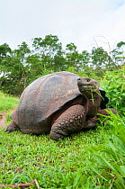 Santa Cruz Galapagos tortoise (Chelonoidis nigra porteri) feeding on grass, Santa Cruz Highlands, Galapagos