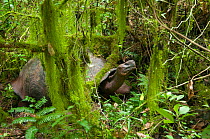 Santa Cruz Galapagos tortoise (Chelonoidis nigra porteri) with low moss covered branches,  Santa Cruz Highlands, Galapagos