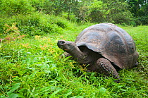 Santa Cruz Galapagos tortoise (Chelonoidis nigra porteri),  Santa Cruz Highlands, Galapagos