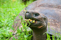 Santa Cruz Galapagos tortoise (Chelonoidis nigra porteri) feeding on flower,  Santa Cruz Highlands, Galapagos