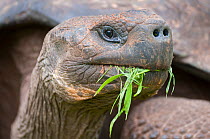 Santa Cruz Galapagos tortoise (Chelonoidis nigra porteri) feeding on grass,  Santa Cruz Highlands, Galapagos