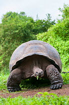 Santa Cruz Galapagos tortoise (Chelonoidis nigra porteri) feeding,  Santa Cruz Highlands, Galapagos