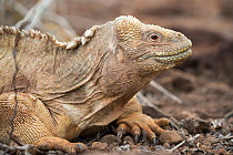 Santa Fe land iguana (Conolophus pallidus), Santa Fe Island, Galapagos