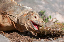 Santa Fe land iguana (Conolophus pallidus) feeding on spiky wood, Santa Fe Island, Galapagos