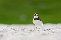 Semipalmated plover (Charadrius semipalmatus), migrant on wintering grounds, Galapagos
