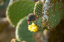 Sharp-beaked ground finch (Geospiza difficilis) feeding on opuntia cactus blossom, Galapagos