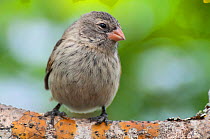 Small ground finch (Geospiza fuliginosa) portrait,  Galapagos