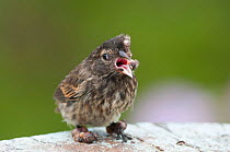 Small ground finch (Geospiza fuliginosa) with advanced case of introduced avian pox disease, usually fatal. Galapagos