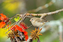 Small tree finch (Camarhynchus parvulus) with  Erythrina flowers, Galapagos