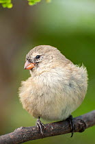 Small tree finch (Camarhynchus parvulus) portrait, Galapagos