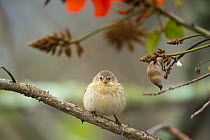 Small tree finch (Camarhynchus parvulus) perched, looking at camera, Galapagos